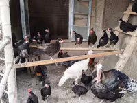 Chickens — photo 1