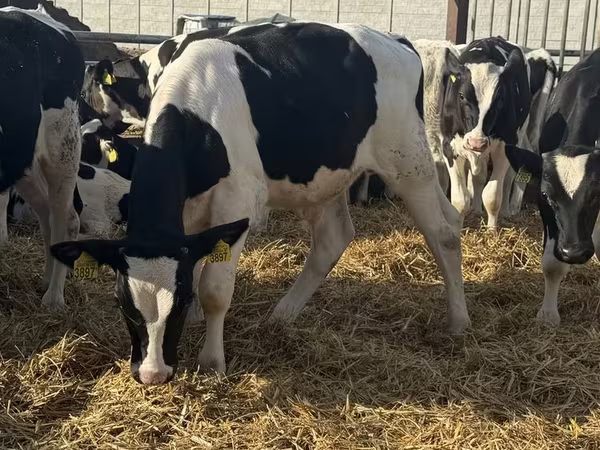 Bulle, Russian Black pied cattle