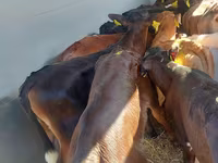 मवेशी (लॉट, लिंग निर्दिष्ट नहीं), Simmental cattle — फ़ोटो 4