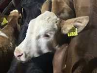İribuynuzlu mal-qara (partiya, cinsi göstərilməyib), Simmental cattle — foto 1