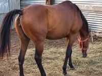 Yegua, Thoroughbred horse — foto 4