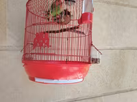 Məhsul: Qırmızı asma quş qəfəsi aksesuarlar, 1 cut popuqaylar lovebird — 1-rasm