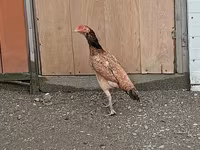Chickens — 3-rasm
