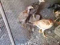 Chickens — photo 2
