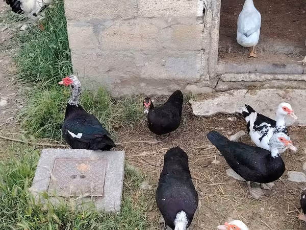 مسكوفي منزلي