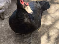 Ducks — الصورة 3