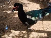 Ducks — الصورة 5