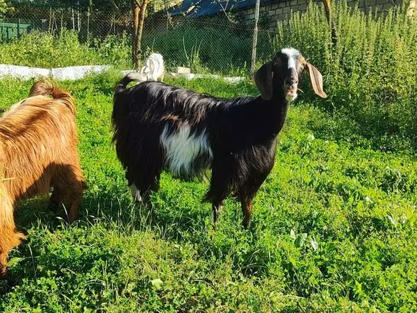 Echki, Saanen goat