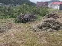 5-н айлын хашааны хадсан өвс — Foto 5