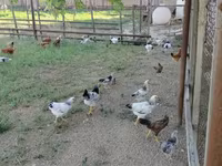 Chickens — 1-сурет