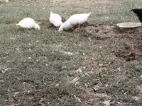 Deutscher Pekin — Foto 1