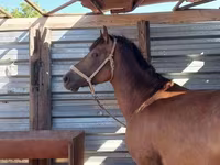 Caballo, Kazakh horse — foto 7
