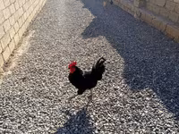 Chickens — الصورة 7