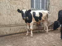 Bulle, Russian Black pied cattle — Foto 1