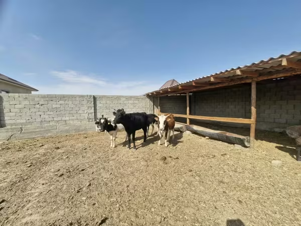 Kuh, Latvian Blue cattle