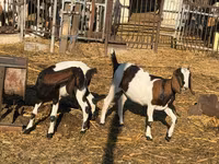 母山羊, Nubian Goat — 照片 1