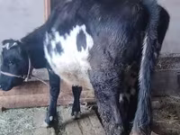 Vaca, Russian Black pied cattle — foto 1
