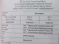 Madyan, Orlov Trotter — foto 5