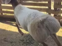 मेढ़ा, Arashan sheep — फ़ोटो 1