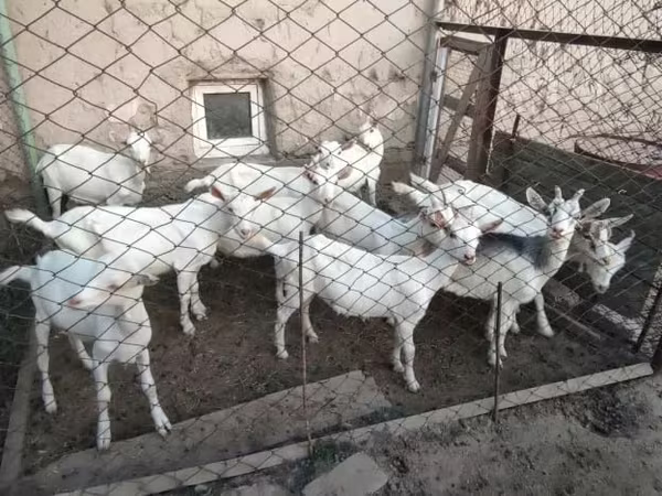 Keçilər (partiya, cinsi göstərilməyib), Saanen goat