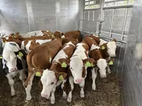 ثور, Simmental cattle — الصورة 2