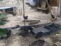 Turkeys — foto 3