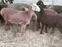 公羊, Sheep — 照片 1