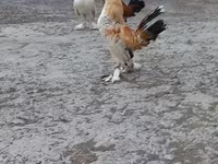 Japanisches Bantam — Foto 3