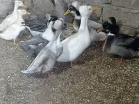 Ducks — Foto 6
