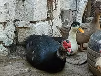 Ducks — الصورة 3