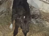 Bovinos (lote, sexo no especificado), Vaca Limousin — foto 3
