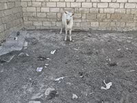 Cabra, Cabras — foto 4