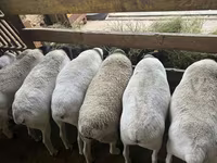 Qoʻy, Dorper sheep — 3-rasm