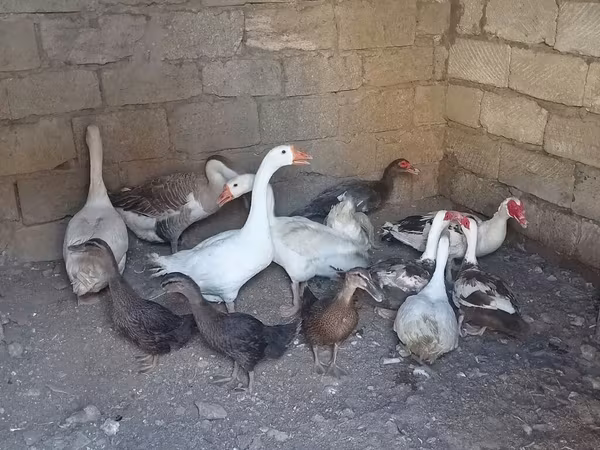 Geese