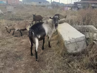 公山羊, Alpine goat — 照片 1
