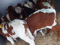 Бұқа, Simmental cattle — 4-сурет