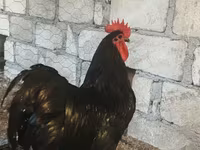 Chickens — Foto 2