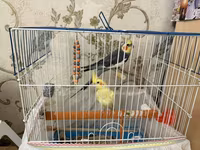 Məhsul: Nimfa (cockatiel) cütü və qəfəs dəsti Dişi ve Erkek, disi 6 — 2-сурет