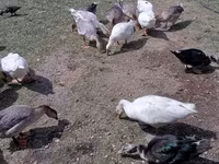 Geese — الصورة 2