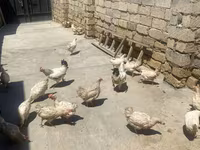 Leghorn — Foto 1