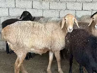 كبش, الأغنام — الصورة 2