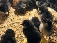 Australorp — Foto 2