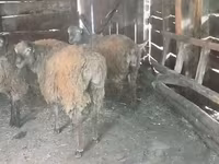 公羊, Sheep — 照片 2