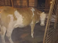 İnək, Simmental cattle — foto 1