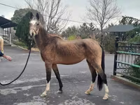Stute, Akhal-Teke — Foto 1