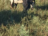 Kuh, Holstein-Rasse — Foto 5