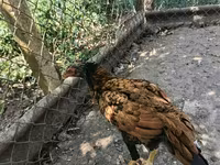 Chickens — Foto 5