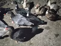 Ducks — foto 4