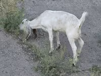 Ziege, Beetal goats — Foto 4