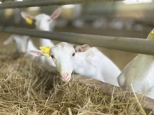 Ziege, Saanen goat